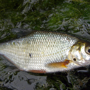 Blicca Bjokna