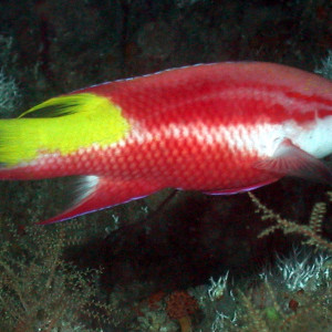 Bodianus pulchellus