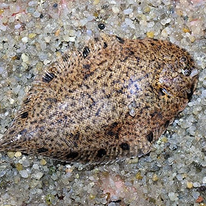 Brachirus panoides