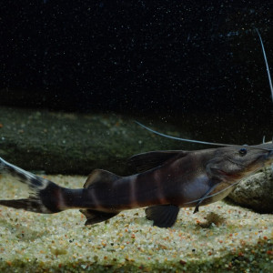 Brachyplatystoma juruense