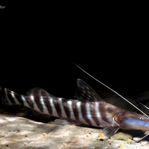 Brachyplatystoma tigrinum