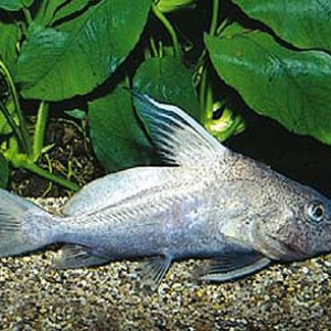 Brachysynodontis batensoda