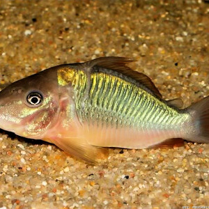 Brochis multiradiatus
