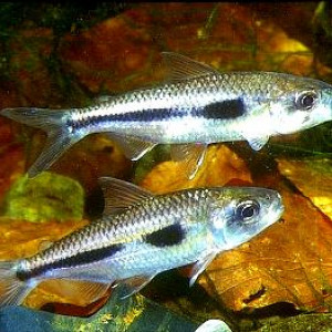 Bryconaethiops microstoma
