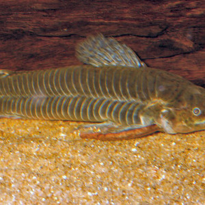 Callichthys callichthys