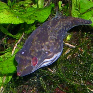 Carinotetraodon irrubesco
