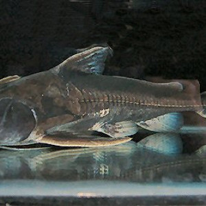 Centrodoras brachiatus 
