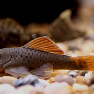 Chaetostoma lineopunctatum
