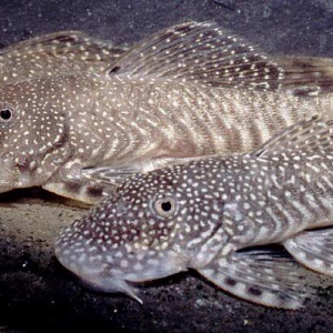Chaetostoma nudirostre