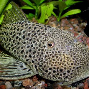 Chaetostoma taczanowskii