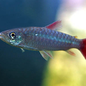 Chalceus macrolepidotus