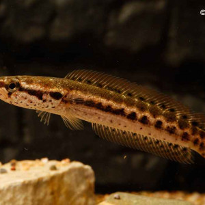Channa bankanensis