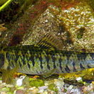 Characidium bimaculatum