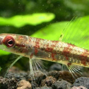 Characidium heinianum
