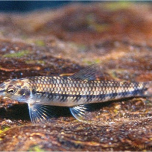 Characidium zebra