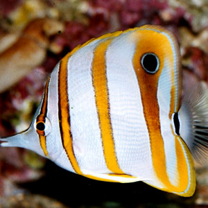 Chelmon rostratus