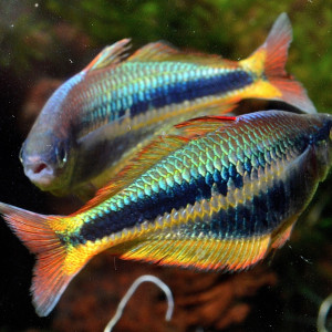 Chilatherina alleni