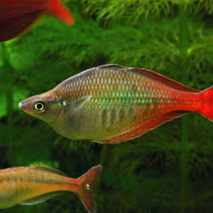 Chilatherina bleheri
