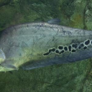 Chitala chitala