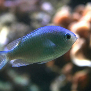 Chromis atripectoralis