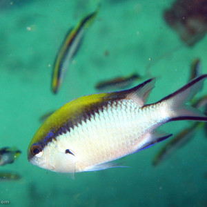 Chromis nitida