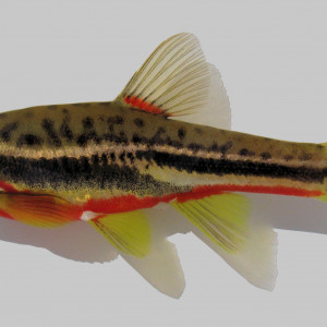 Chrosomus oreas  