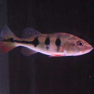 Cichla monoculus