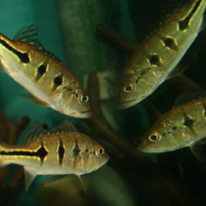 Cichla orinocensis 