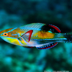 Cirrhilabrus exquisitus