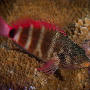 Cirrhitops fasciatus
