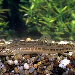 Cobitis bilineata