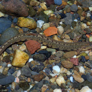 Cobitis calderoni