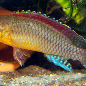 Congochromis dimidiatus