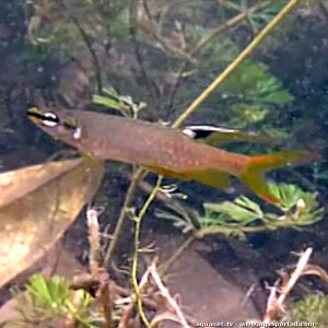 Copella  carsevennensis