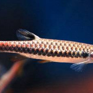 Copella  compta