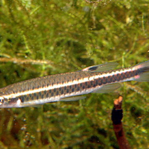 Copella  nigrofasciata