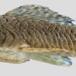 Cordylancistrus santarosensis