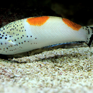 Coris aygula