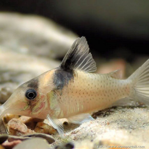 Corydoras amandajanea