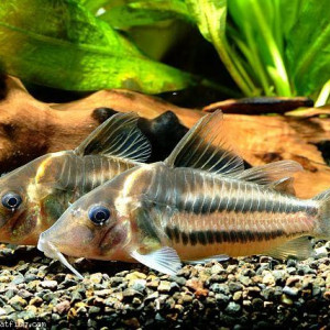 Corydoras bifasciatus