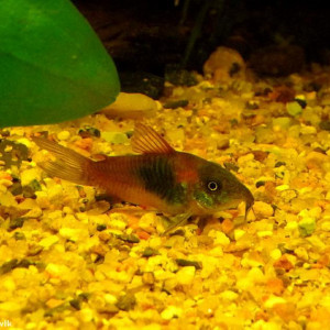 Corydoras boehlkei