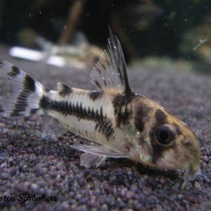 Corydoras boesemani