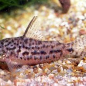 Corydoras breei