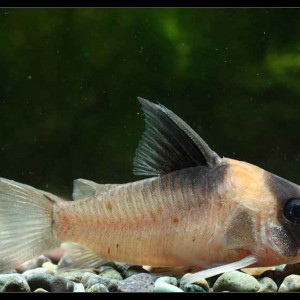 Corydoras burgessi