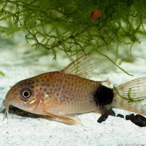 Corydoras caudimaculatus