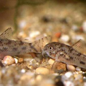 Corydoras cochui