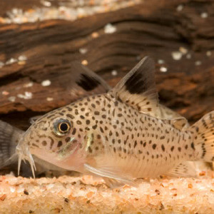 Corydoras copei
