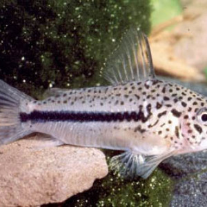 Corydoras coppenamensis