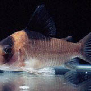 Corydoras crypticus
