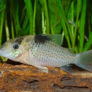 Corydoras ephippifer